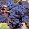 Tinto C�o